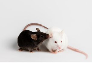 Picture for Recognizing Autism in Mice by Analyzing Their Squeaks