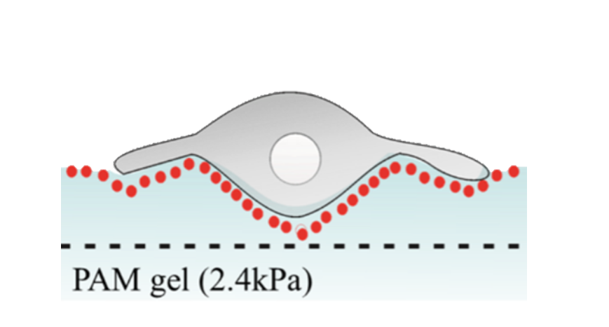 Picture for Morphology Recognition of Cells Using Nuclear Coloring