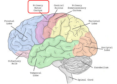 Picture for Interpretable network analysis of the motor cortex during performance of a motor task