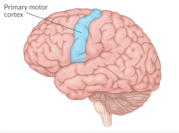 Picture for Advanced analysis methods for dynamics of functional connectivity in the brain during learning