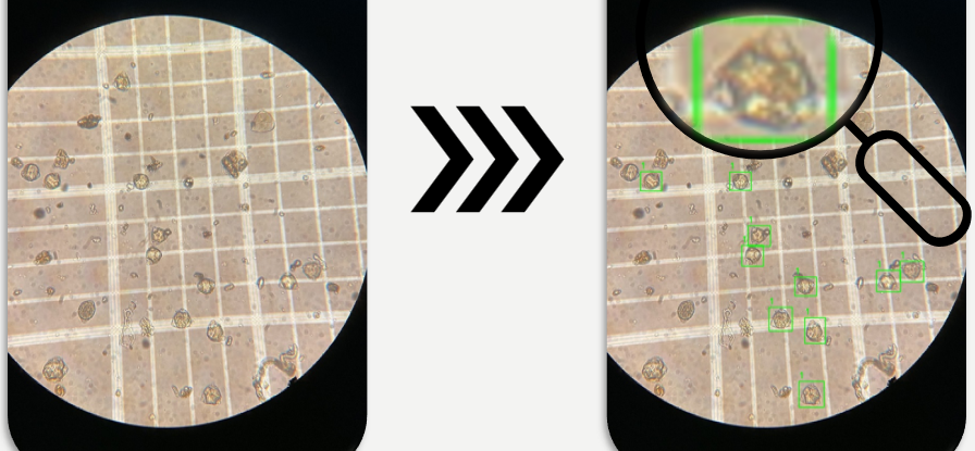 Picture for Detection and Identification of Pollen Grains in Microscopic Images