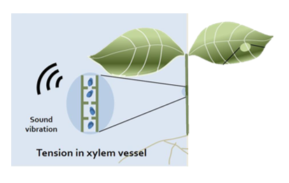 Picture for Classification of Plants Based on Their Emitted Sounds