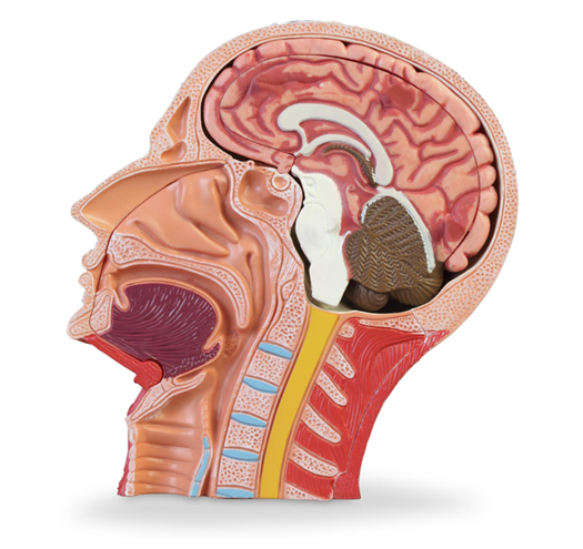 Picture for Speech-based Biomarker for Myasthenia Gravis
